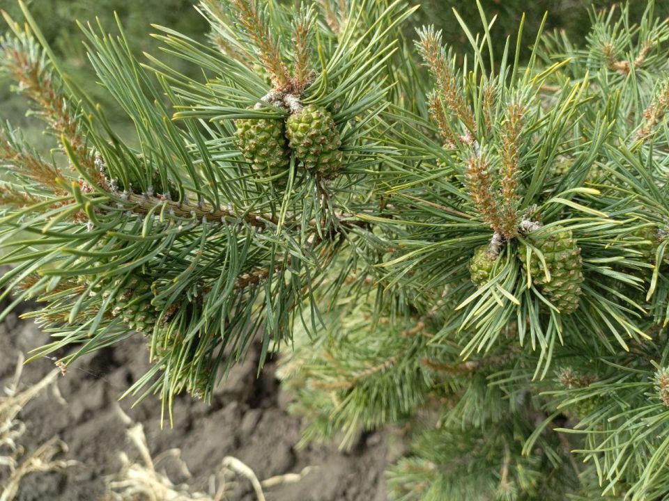 Сотрудники Минприроды ЛНР проводят обследование насаждений с целью прогноза урожая лесных семян