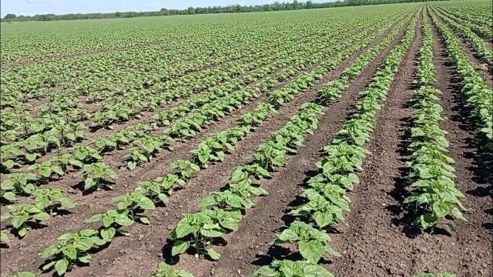 Аграрии Краснодонщины успешно завершили сев яровых культур Аграрии Краснодонщины успешно завершили сев яровых культур