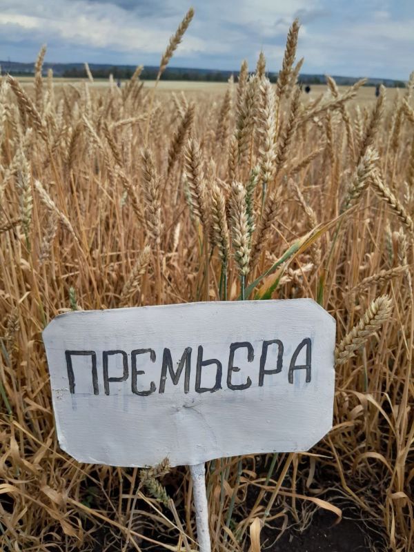 Владимир Чернев: Аграрии Старобельского округа на «Дне поля» Владимир Чернев: Аграрии Старобельского округа на «Дне поля»