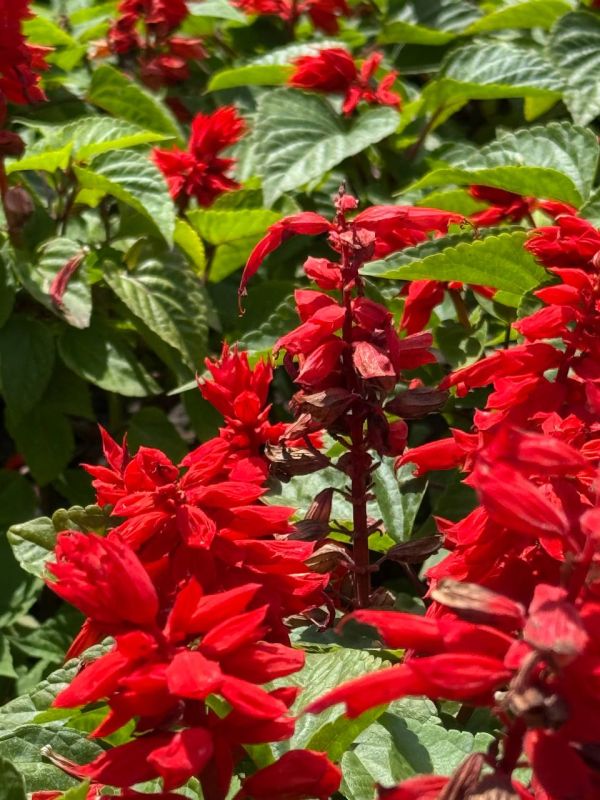 Вот такая красота сейчас в Луганске! Вот такая красота сейчас в Луганске!