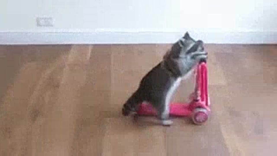   -    ?