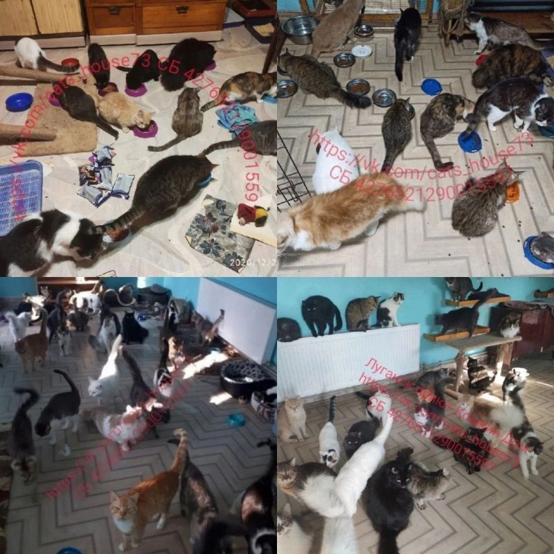 Друзья, наш частный приют "Мурысин дом" г.Луганска, который недавно переименован ( нас многие путали с таким же названием приюта из Донецка), где более 200 хвостиков, находясь в зоне проведения СВО и не имея никакой... Друзья, наш частный приют "Мурысин дом" г.Луганска, который недавно переименован ( нас многие путали с таким же названием приюта из Донецка), где более 200 хвостиков, находясь в зоне проведения СВО и не имея никакой...