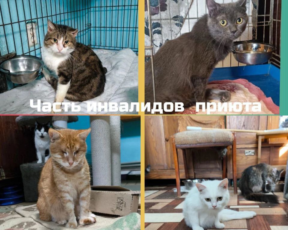 Друзья, наш частный приют "Мурысин дом" г.Луганска, который недавно переименован ( нас многие путали с таким же названием приюта из Донецка), где более 200 хвостиков, находясь в зоне проведения СВО и не имея никакой... Друзья, наш частный приют "Мурысин дом" г.Луганска, который недавно переименован ( нас многие путали с таким же названием приюта из Донецка), где более 200 хвостиков, находясь в зоне проведения СВО и не имея никакой...