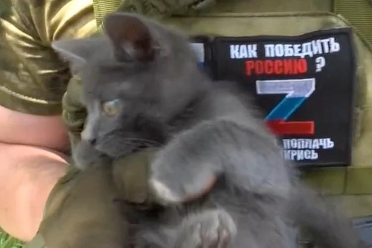 Поступили на службу в театр: Коты-ветераны СВО прибыли в Театр кошек Куклачева прямо из зоны спецоперации Поступили на службу в театр: Коты-ветераны СВО прибыли в Театр кошек Куклачева прямо из зоны спецоперации