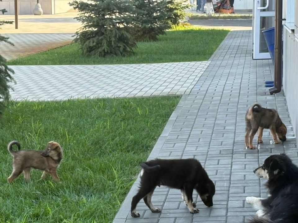 ЛАПКИ, ИЩУЩИЕ СЕРДЦЕ!. Станично-Луганский отдел жизнеобеспечения ищет самых лучших хозяев для четвероногих малышей! ЛАПКИ, ИЩУЩИЕ СЕРДЦЕ!. Станично-Луганский отдел жизнеобеспечения ищет самых лучших хозяев для четвероногих малышей!