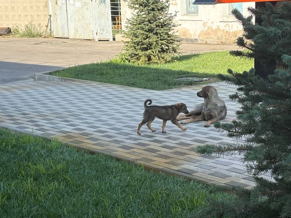 ЛАПКИ, ИЩУЩИЕ СЕРДЦЕ!. Станично-Луганский отдел жизнеобеспечения ищет самых лучших хозяев для четвероногих малышей! ЛАПКИ, ИЩУЩИЕ СЕРДЦЕ!. Станично-Луганский отдел жизнеобеспечения ищет самых лучших хозяев для четвероногих малышей!
