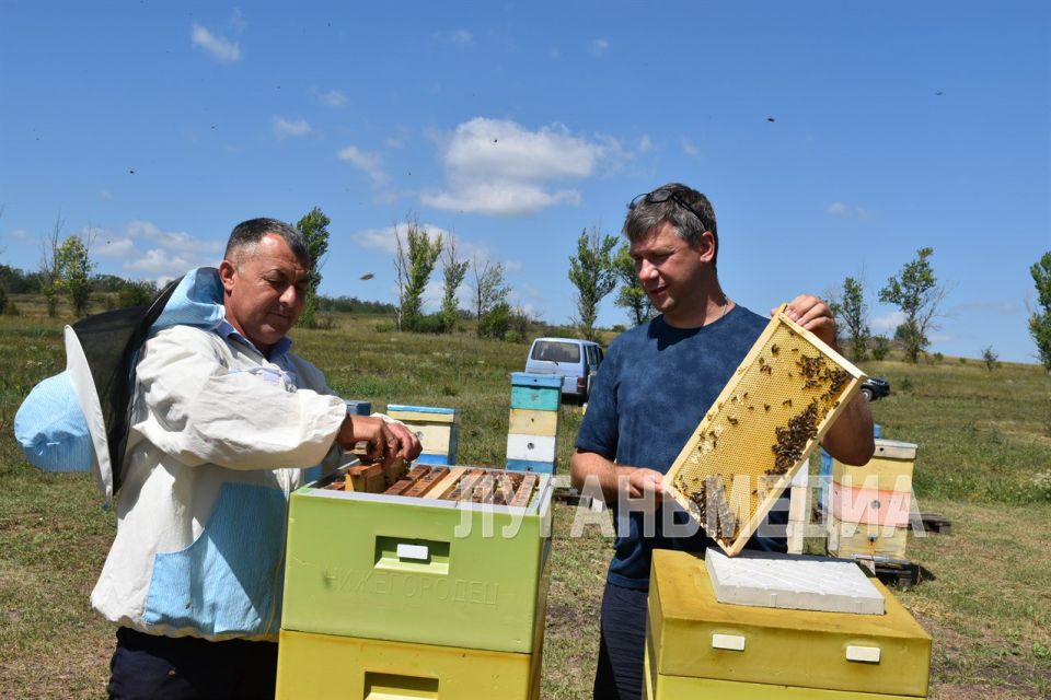 В Новопсковском районе провели маркировку пчел В Новопсковском районе провели маркировку пчел