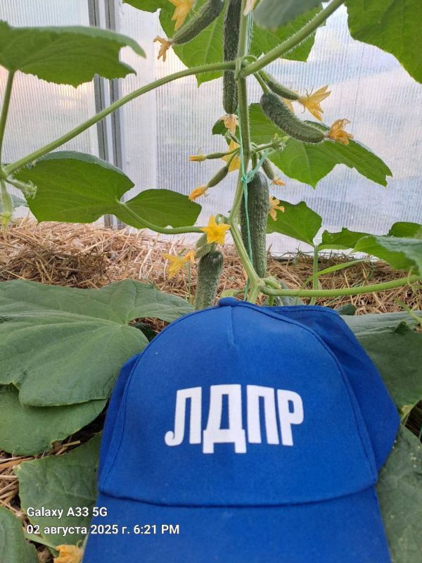 Наш активист — в деле!. Юрий Сахобиев, представитель актива Стахановского отделения ЛДПР, принял участие в конкурсе «Грядка ЛДПР», который уже не первый год объединяет дачников, огородников и просто неравнодушных людей по... Наш активист — в деле!. Юрий Сахобиев, представитель актива Стахановского отделения ЛДПР, принял участие в конкурсе «Грядка ЛДПР», который уже не первый год объединяет дачников, огородников и просто неравнодушных людей по...