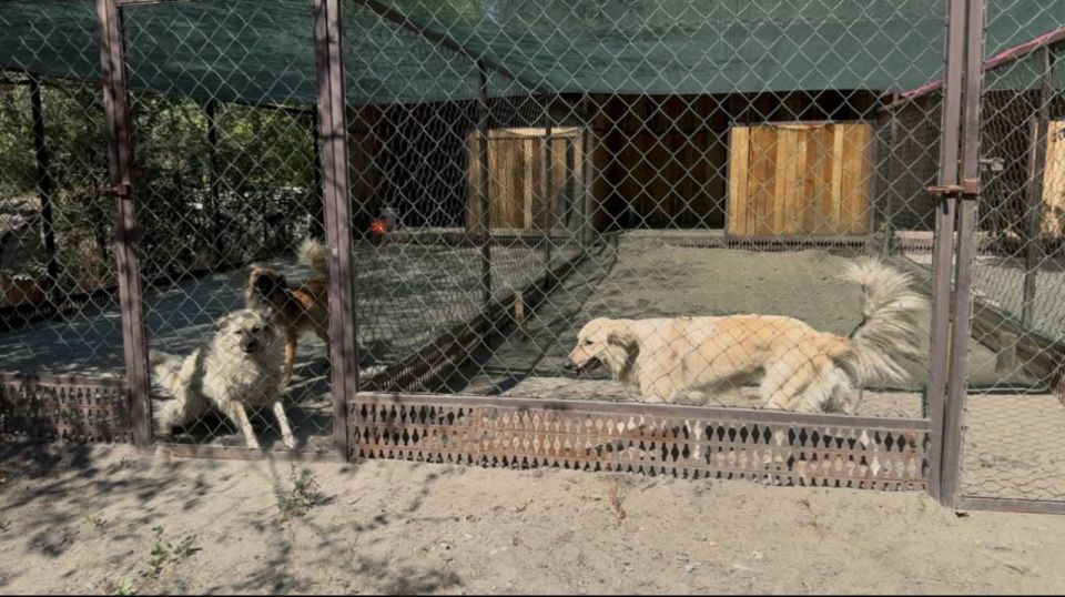Единороссы передали корм и дрова в приют для животных «Дай лапу» Единороссы передали корм и дрова в приют для животных «Дай лапу»