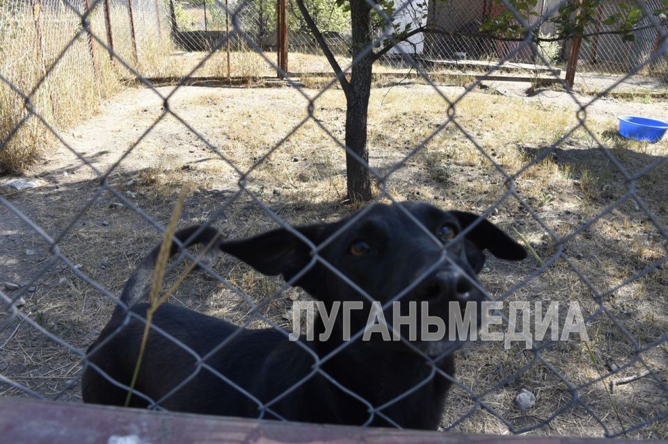 Ко Дню бездомных животных представители партии «Единая Россия» посетили приют для бездомных собак «Дай лапу» с гуманитарной миссией Ко Дню бездомных животных представители партии «Единая Россия» посетили приют для бездомных собак «Дай лапу» с гуманитарной миссией