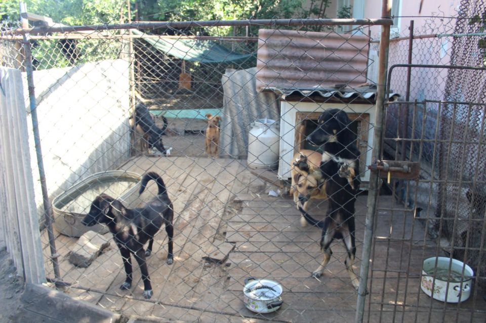 В рамках акции «Лучший друг» партии «Единая Россия» активисты Славяносербщины передали Автономной некоммерческой организации помощи бездомным животным «Щенячий патруль» из города Счастье порядка 70 килограммов кормов... В рамках акции «Лучший друг» партии «Единая Россия» активисты Славяносербщины передали Автономной некоммерческой организации помощи бездомным животным «Щенячий патруль» из города Счастье порядка 70 килограммов кормов...
