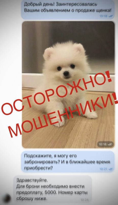 Жительница Ирмино хотела приобрести щенка у продавца, которая оказалась мошенницей