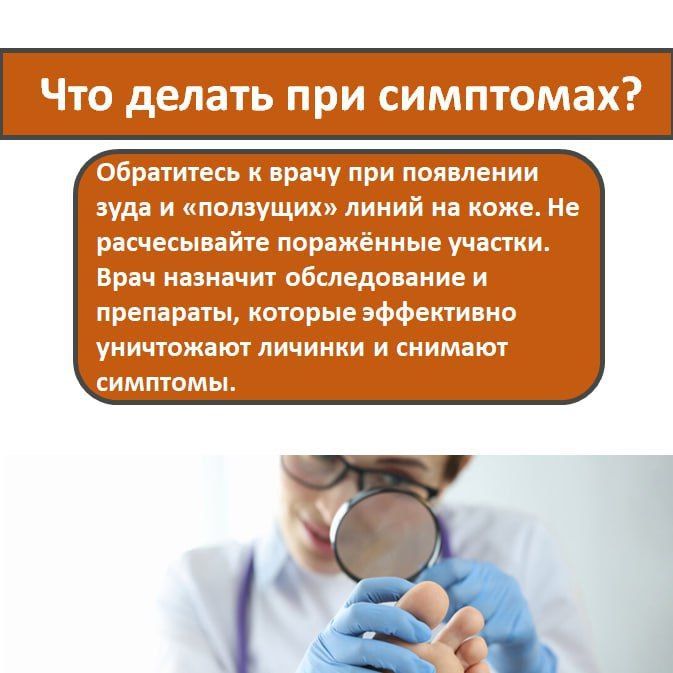Кожная мигрирующая личинка — необычное заболевание, которое возникает из-за проникновения в кожу паразитарных личинок Кожная мигрирующая личинка — необычное заболевание, которое возникает из-за проникновения в кожу паразитарных личинок