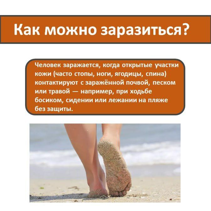 Кожная мигрирующая личинка — необычное заболевание, которое возникает из-за проникновения в кожу паразитарных личинок Кожная мигрирующая личинка — необычное заболевание, которое возникает из-за проникновения в кожу паразитарных личинок