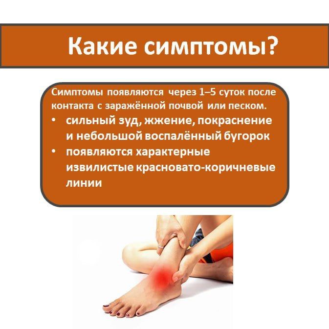 Кожная мигрирующая личинка — необычное заболевание, которое возникает из-за проникновения в кожу паразитарных личинок Кожная мигрирующая личинка — необычное заболевание, которое возникает из-за проникновения в кожу паразитарных личинок