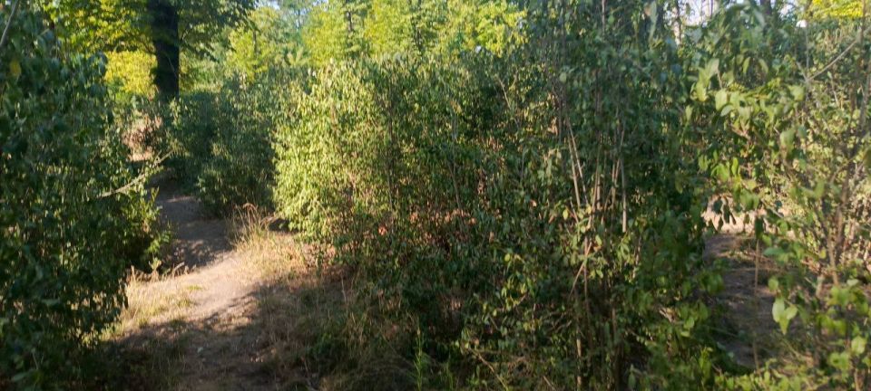Победители Детского Экологического Форума создали в Луганске новое зеленое пространство Победители Детского Экологического Форума создали в Луганске новое зеленое пространство