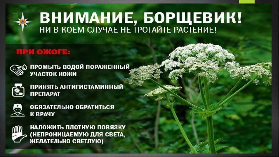 Покос карантинных растений Покос карантинных растений