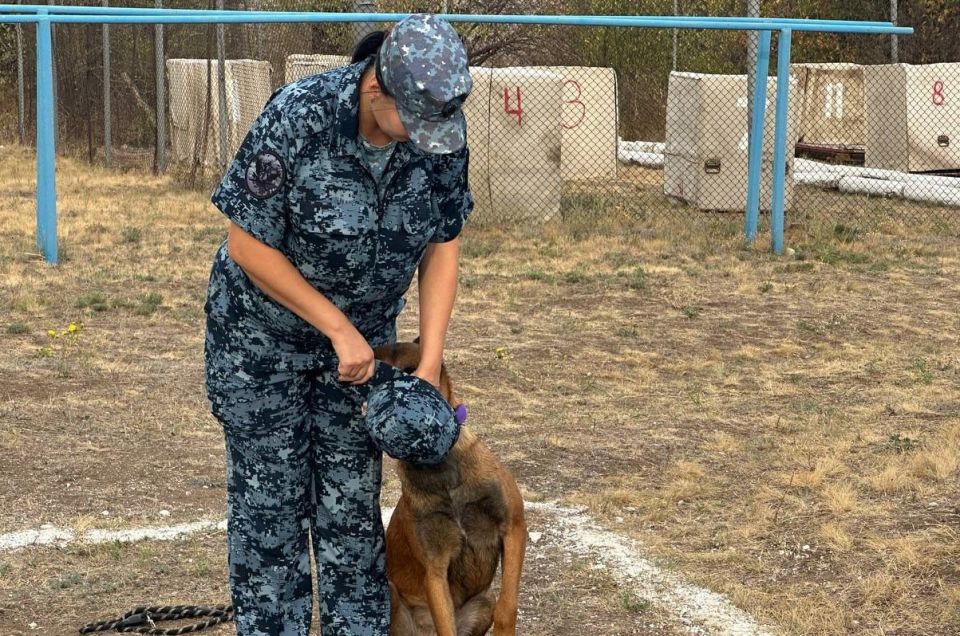 Личный состав кинологических отделений регионального УФСИН принял участие в учебно-методических сборах Личный состав кинологических отделений регионального УФСИН принял участие в учебно-методических сборах