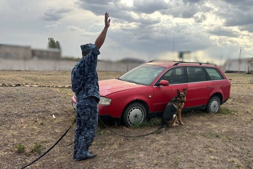 Личный состав кинологических отделений регионального УФСИН принял участие в учебно-методических сборах Личный состав кинологических отделений регионального УФСИН принял участие в учебно-методических сборах