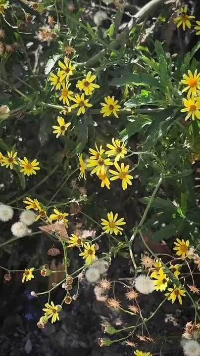 Синоптики прогнозируют 12 сентября в ЛНР от плюс 2 градусов ночью до 25 градусов тепла днем, без осадков