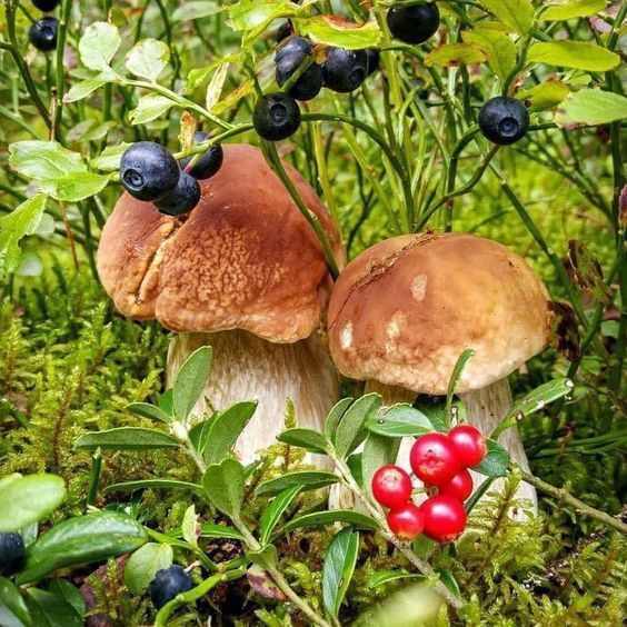 ����, ������ ����!. �������� ������� 12 �������� ����������� �� ��������� ���! ���� � ���� ���������� (+11�...+17�), �� ��� ���!