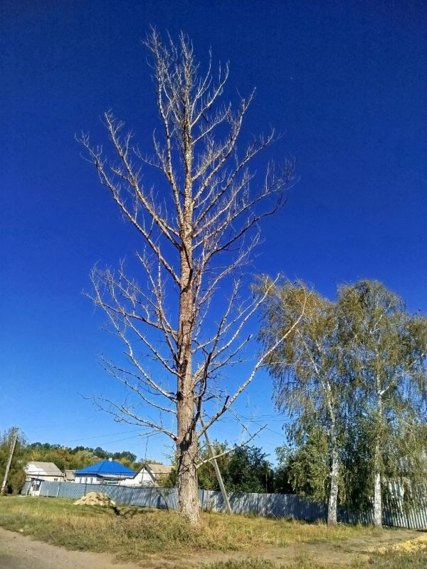 Владимир Чернев: Ко мне обратились жители села Шульгинка с просьбой устранить сухое аварийное дерево, которое могло представлять угрозу в случае непогоды или падения
