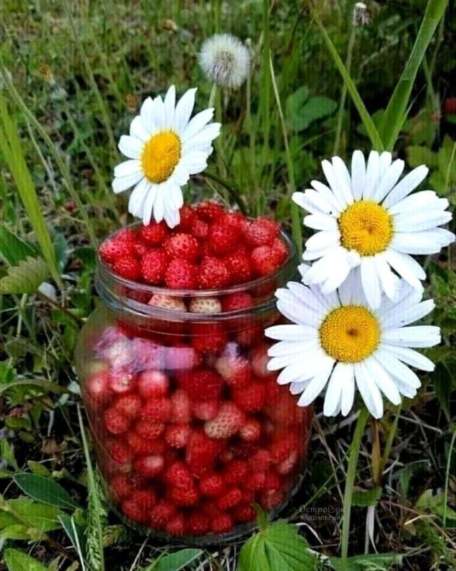 ����, ������ ����!. �������� ������� 12 �������� ����������� �� ��������� ���! ���� � ���� ���������� (+11�...+17�), �� ��� ���!