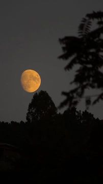 Ах, эта ночь так дивно хороша! Она томит и нас чарует снова… О, говори: иль не найдётся слова, Чтоб высказать всё, чем полна душа?