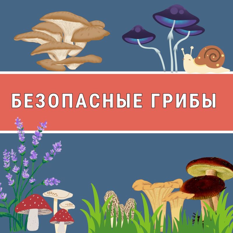 Лес манит своими дарами, но чтобы грибная прогулка принесла только радость и вкусный ужин, а не проблемы со здоровьем, важно помнить о правилах безопасного сбора грибов