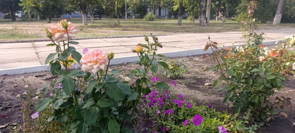 Сотрудники ДЭП города Рубежное проводят полив деревьев и цветочных насаждений в соответствии с установленным графиком Сотрудники ДЭП города Рубежное проводят полив деревьев и цветочных насаждений в соответствии с установленным графиком