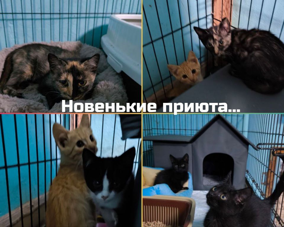 Друзья, по традиции, сегодня у нас День Стольника и мы отчаянно пытаемся закрыть последний июньский долг за корм!! Друзья, по традиции, сегодня у нас День Стольника и мы отчаянно пытаемся закрыть последний июньский долг за корм!!
