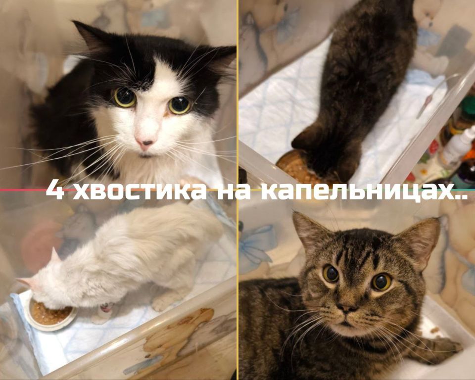 Друзья, по традиции, сегодня у нас День Стольника и мы отчаянно пытаемся закрыть последний июньский долг за корм!! Друзья, по традиции, сегодня у нас День Стольника и мы отчаянно пытаемся закрыть последний июньский долг за корм!!