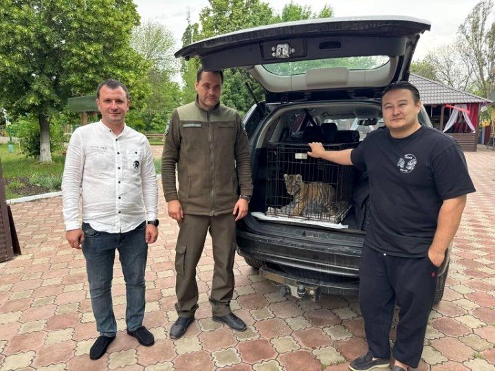 «День амурского тигра». 28 сентября на Дальнем Востоке отмечают экологический праздник, посвященный защите и сохранению популяции благородных и редких животных – амурского тигра «День амурского тигра». 28 сентября на Дальнем Востоке отмечают экологический праздник, посвященный защите и сохранению популяции благородных и редких животных – амурского тигра