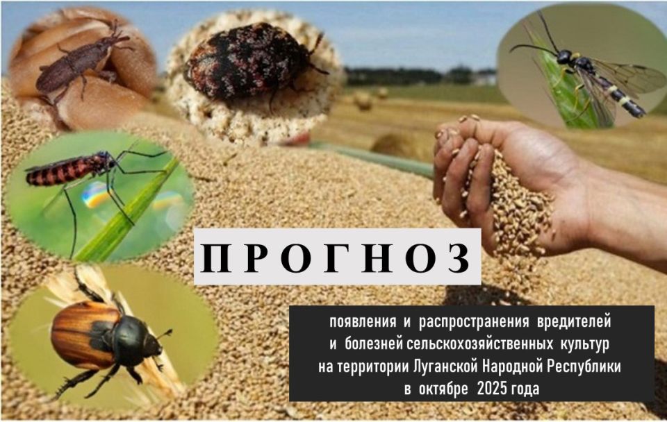 Поздравление министра труда ЛНР с Днем пожилых людей Поздравление министра труда ЛНР с Днем пожилых людей