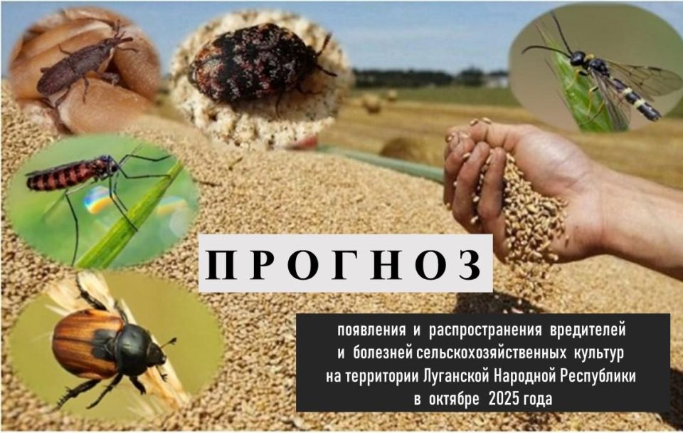 Бесплатная юридическая помощь от Комитета: как получить Бесплатная юридическая помощь от Комитета: как получить