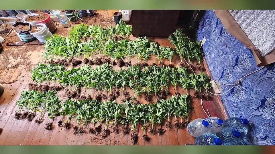 В регионе сотрудники наркоконтроля задержали 46-летнего уроженца города Антрацит, который занимался незаконным культивированием наркосодержащих растений