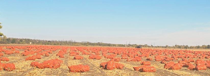 Ход уборочной кампании: в ЛНР собрано уже более 1,6 тысяч тонн овощей Ход уборочной кампании: в ЛНР собрано уже более 1,6 тысяч тонн овощей
