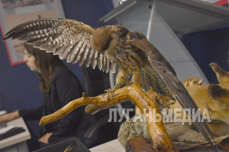 В краеведческом музее Луганска рассказали о заповеднике «Провальская степь» В краеведческом музее Луганска рассказали о заповеднике «Провальская степь»