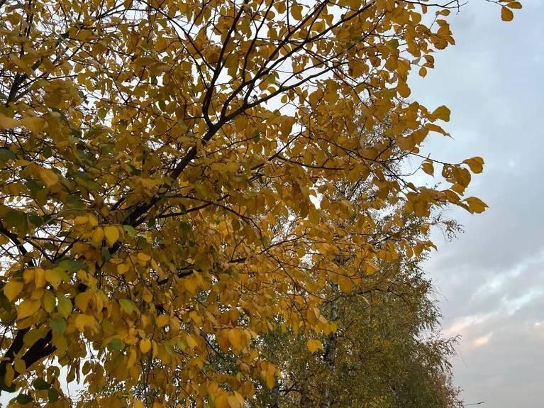 Погода в Луганске: дожди и гроза