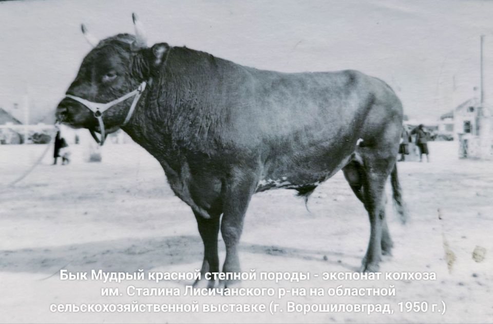 Хлебосольная Луганщина: из истории сельского хозяйства Хлебосольная Луганщина: из истории сельского хозяйства