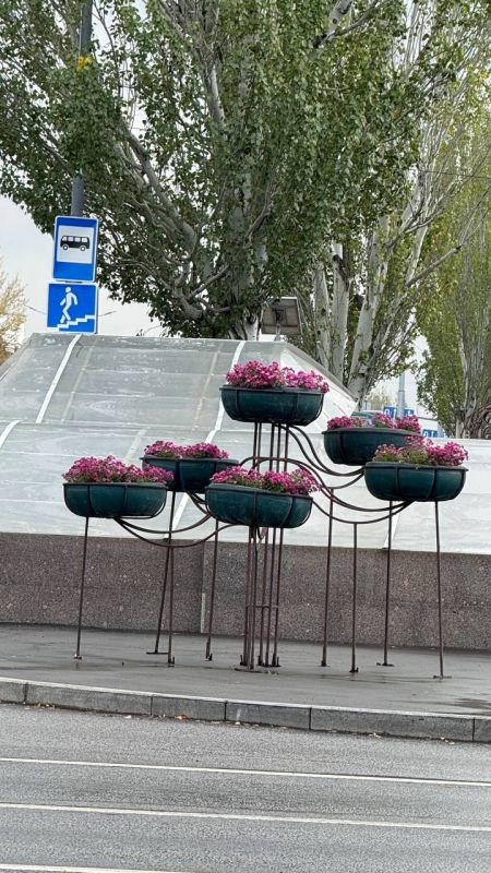 Луганск в этом году сначала утопал в розах, а теперь - в хризантемах Луганск в этом году сначала утопал в розах, а теперь - в хризантемах