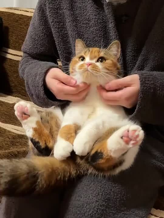       ,    