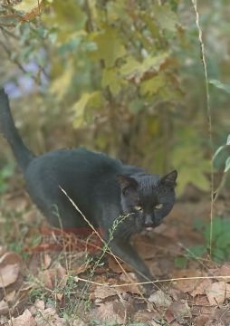 13 октября на территории Луганской Народной Республики будет облачно с прояснениями