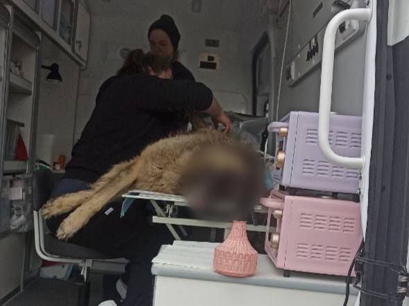 Сергей Колягин: В субботу в Первомайске прошла очередная благотворительная акция, направленная на решение проблемы бездомных животных