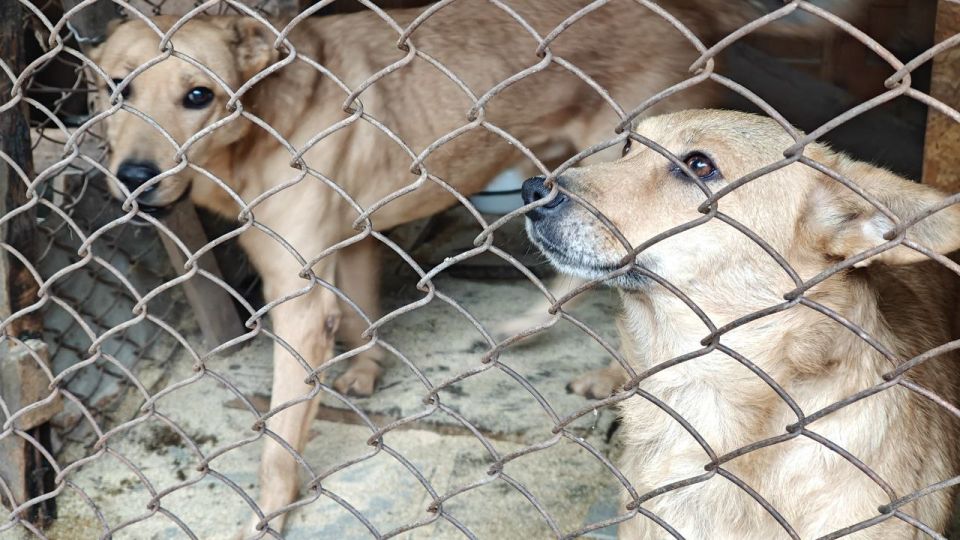 Луганскому приюту для животных передали 300 кг корма в рамках Программы экологических гуммиссий Луганскому приюту для животных передали 300 кг корма в рамках Программы экологических гуммиссий