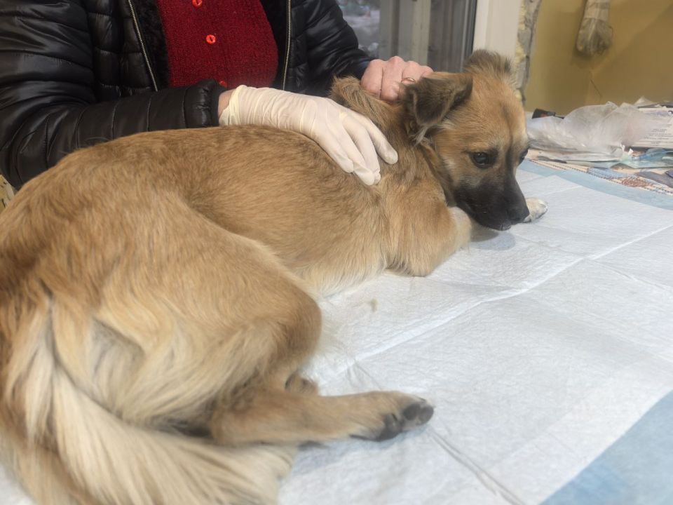 Помощь хвостатым по всей ЛНР Помощь хвостатым по всей ЛНР