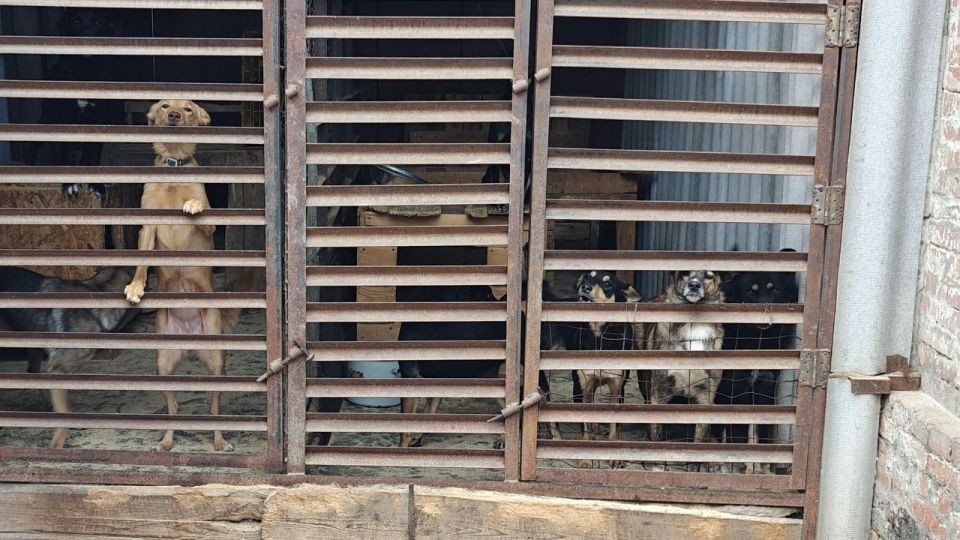 Луганскому приюту для животных передали 300 кг корма в рамках Программы экологических гуммиссий Луганскому приюту для животных передали 300 кг корма в рамках Программы экологических гуммиссий