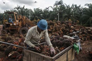 Александр Криеренко: ОГРАНИЧЕНИЕ ИСПОЛЬЗОВАНИЯ ПАЛЬМОВОГО МАСЛА В ПРОДУКТАХ ПИТАНИЯ