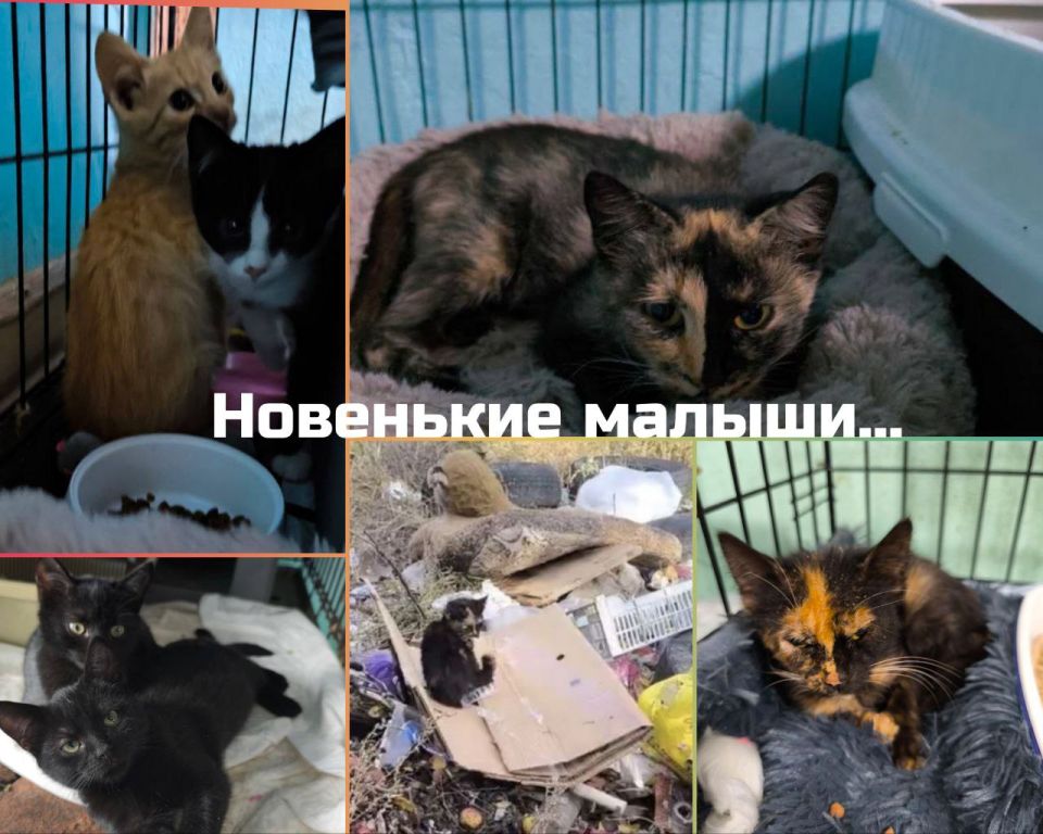 Друзья, "Мурысин дом" г.Луганска, где более 200 хвостиков, находясь в зоне проведения СВО и не имея никакой помощи от государства, просит о помощи любой посильной суммой в уменьшении долга за часть августовского корма!!... Друзья, "Мурысин дом" г.Луганска, где более 200 хвостиков, находясь в зоне проведения СВО и не имея никакой помощи от государства, просит о помощи любой посильной суммой в уменьшении долга за часть августовского корма!!...