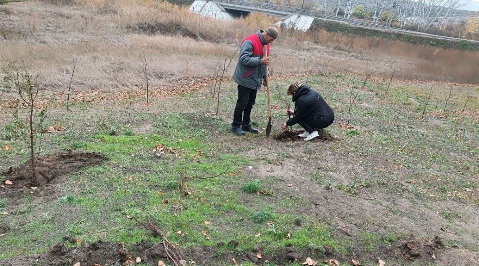 "Число высаженных деревьев в стране превышает темпы вырубки "Число высаженных деревьев в стране превышает темпы вырубки